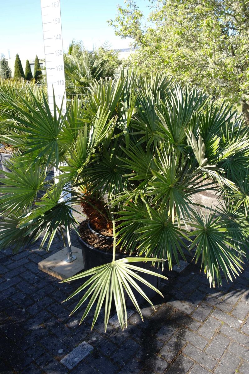 Palmboom Chamaerops Humilis compacta - Afbeelding 3
