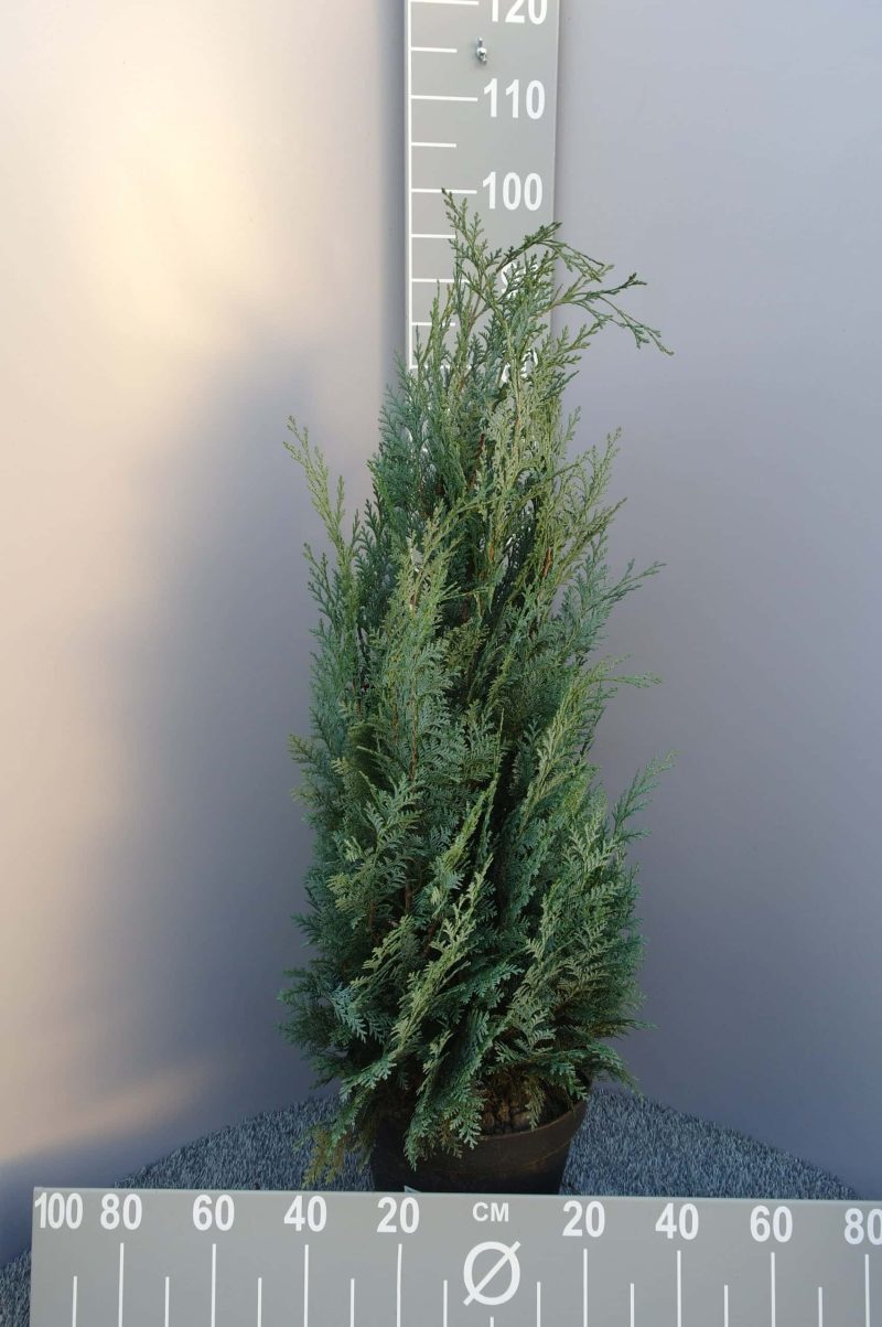 Chamaecyparis lawsoniana 'Petit Blue'