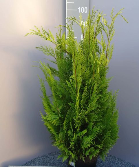 Chamaecyparis lawsoniana 'Yvonne'