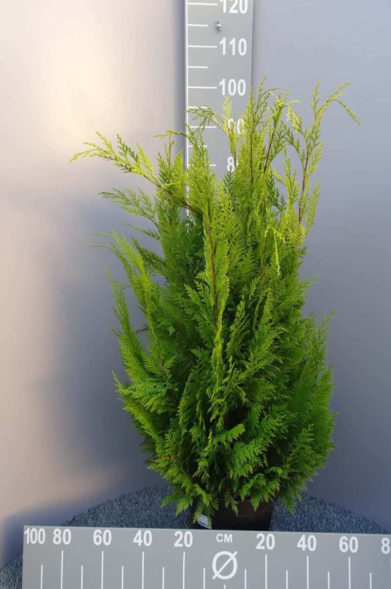 Chamaecyparis lawsoniana 'Yvonne'