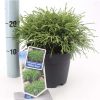 Chamaecyparis Pendula 'Filifera Nana'