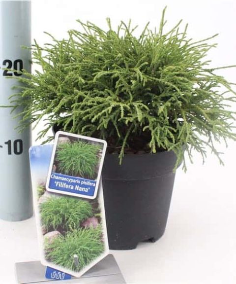 Chamaecyparis Pendula 'Filifera Nana'