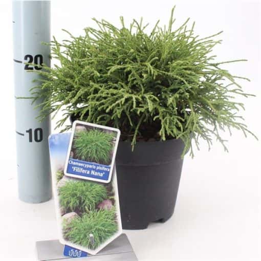 Chamaecyparis Pendula 'Filifera Nana'