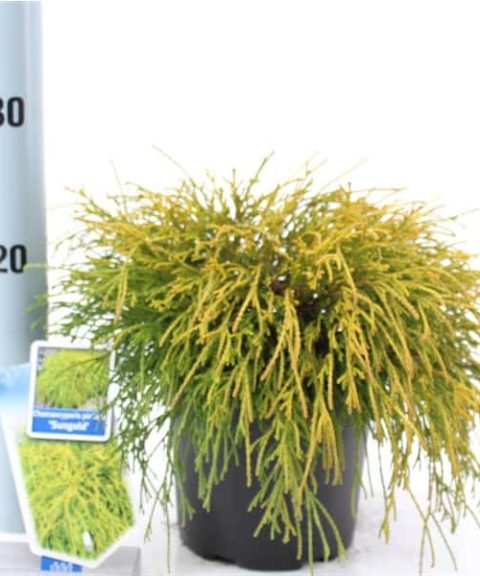 Chamaecyparis Pendula 'Sungold'