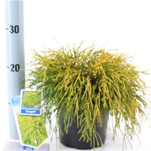 Chamaecyparis Pendula 'Sungold'