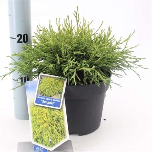 Chamaecyparis Pendula 'Sungold' - Afbeelding 2