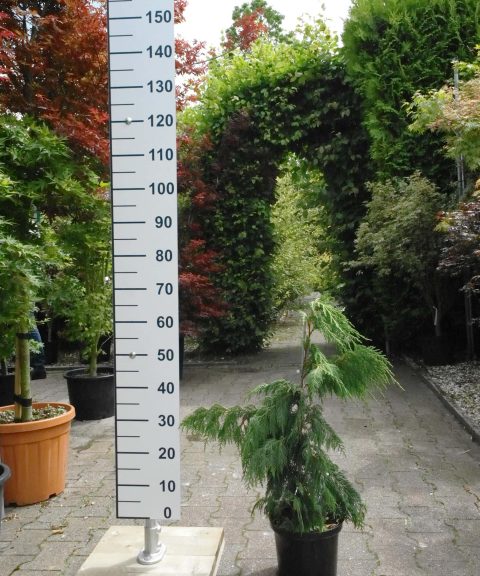 Chamaecyparis Pendula