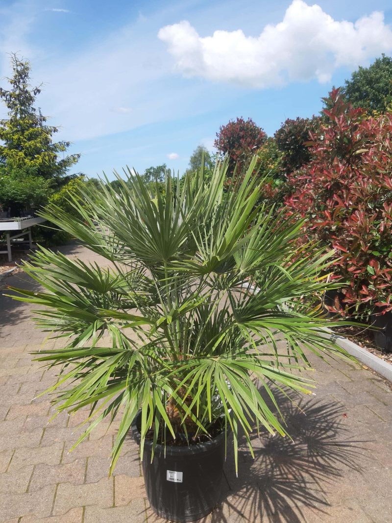 Palmboom Chamaerops Humilis (stam 20 cm)
