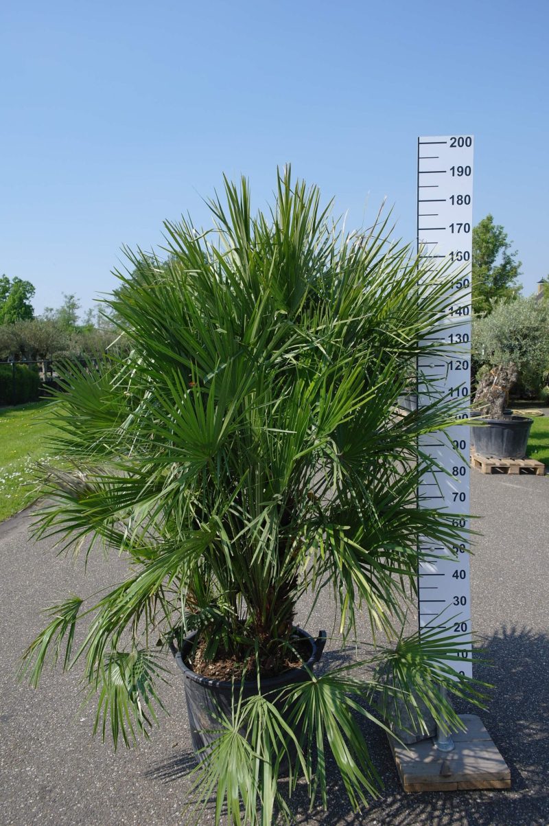 Palmboom Chamaerops Humilis