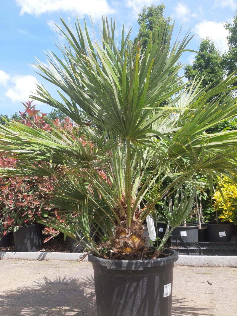 Palmboom Chamaerops Humilis (stam 20 cm) - Afbeelding 7