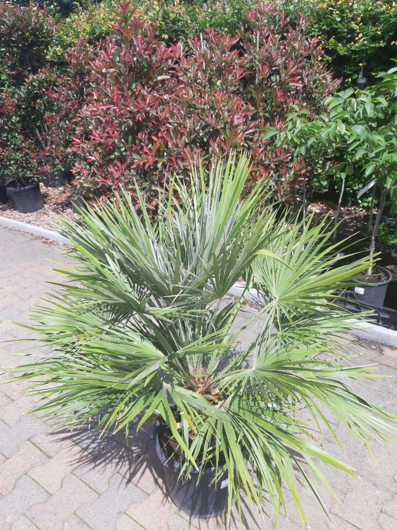Palmboom Chamaerops Humilis (stam 20 cm) - Afbeelding 6