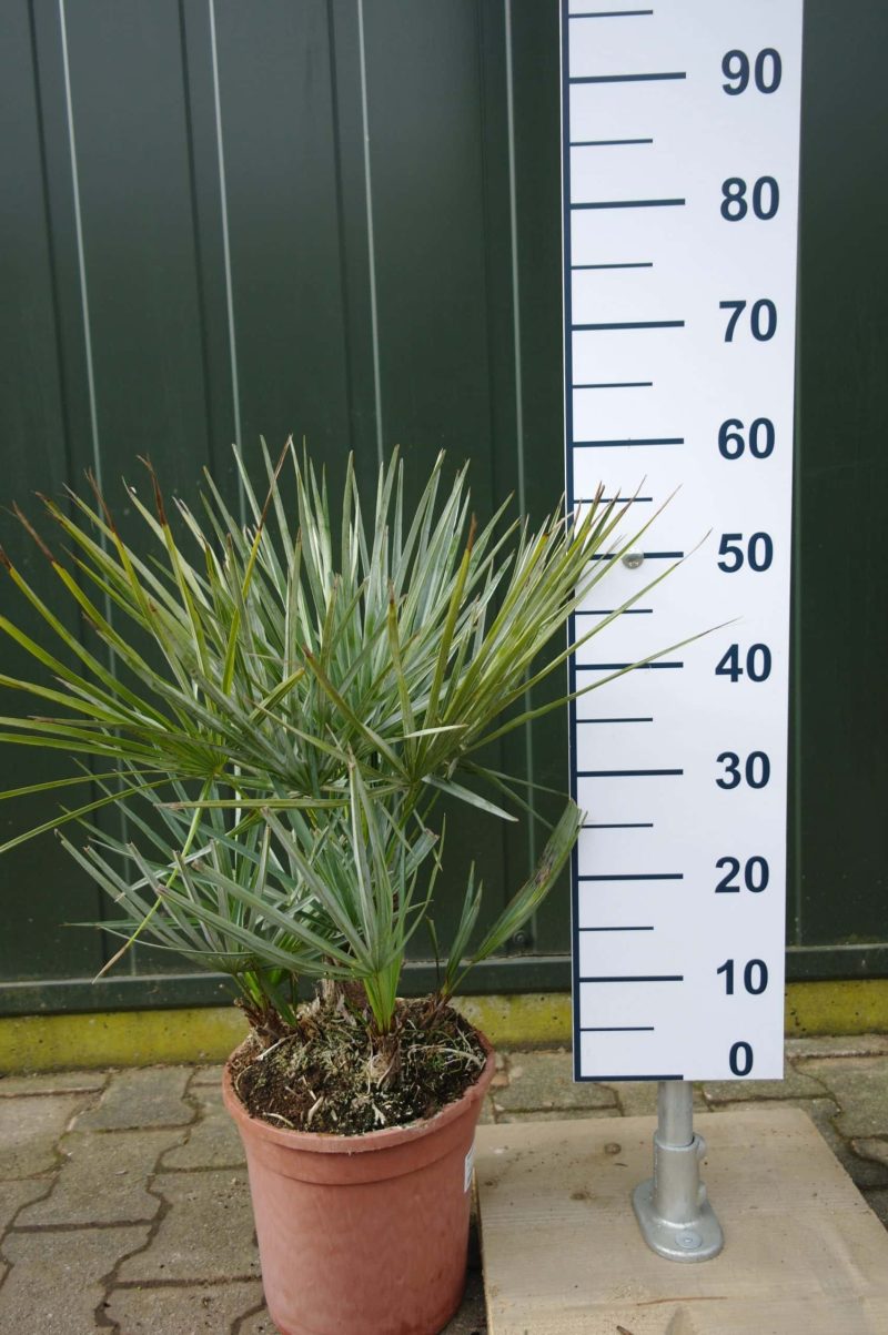 Palmboom Chamaerops Humilis Cerifera