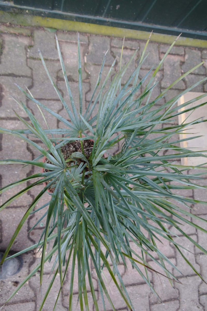 Palmboom Chamaerops Humilis Cerifera - Afbeelding 2