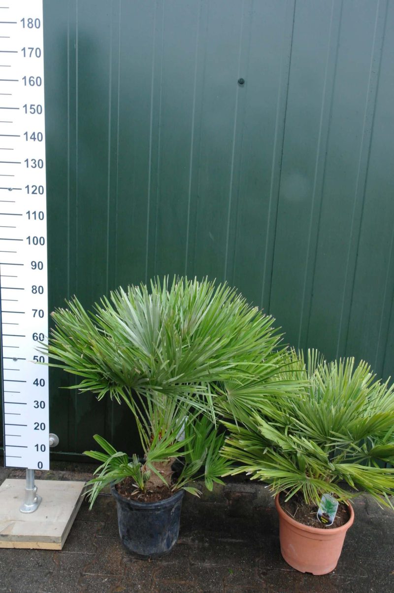 Palmboom Chamaerops Humilis (stam 20 cm) - Afbeelding 4
