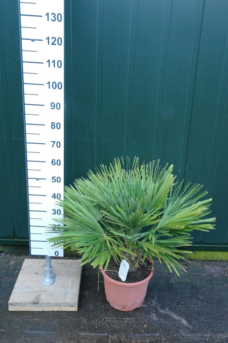 Palmboom Chamaerops Humilis (stam 10 cm) - Afbeelding 4