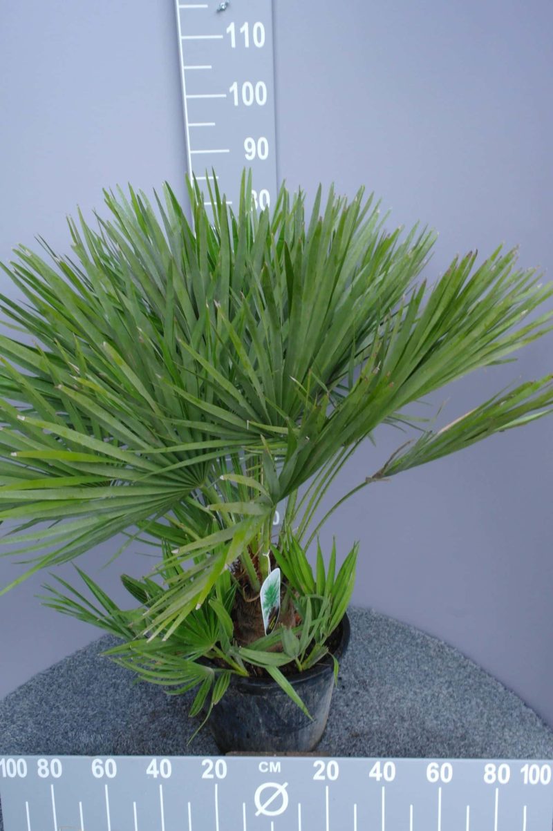 Palmboom Chamaerops Humilis (stam 20 cm) - Afbeelding 2