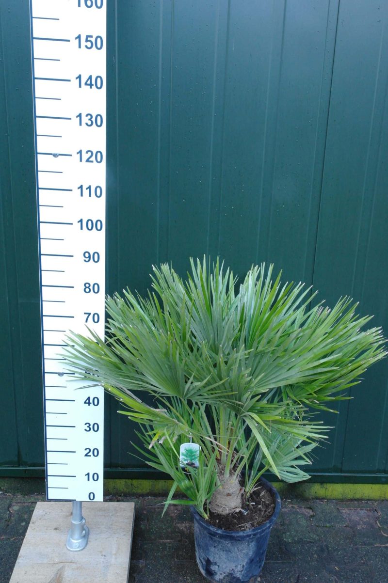 Palmboom Chamaerops Humilis (stam 20 cm) - Afbeelding 3