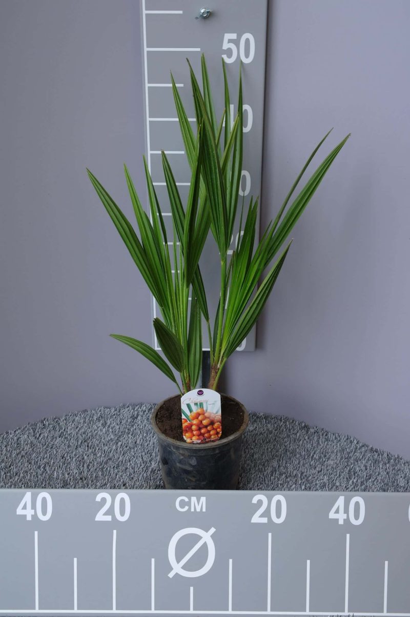 Palmboom Chamaerops Humilis