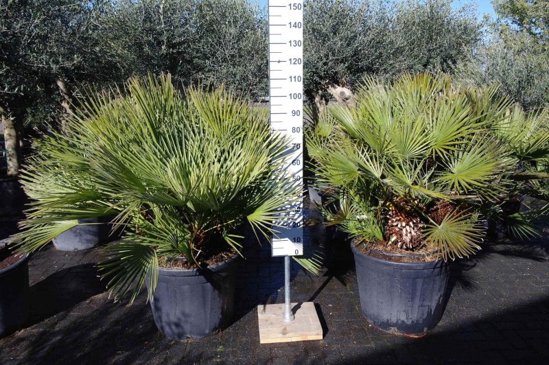 Palmboom Chamaerops Humilis - Afbeelding 3