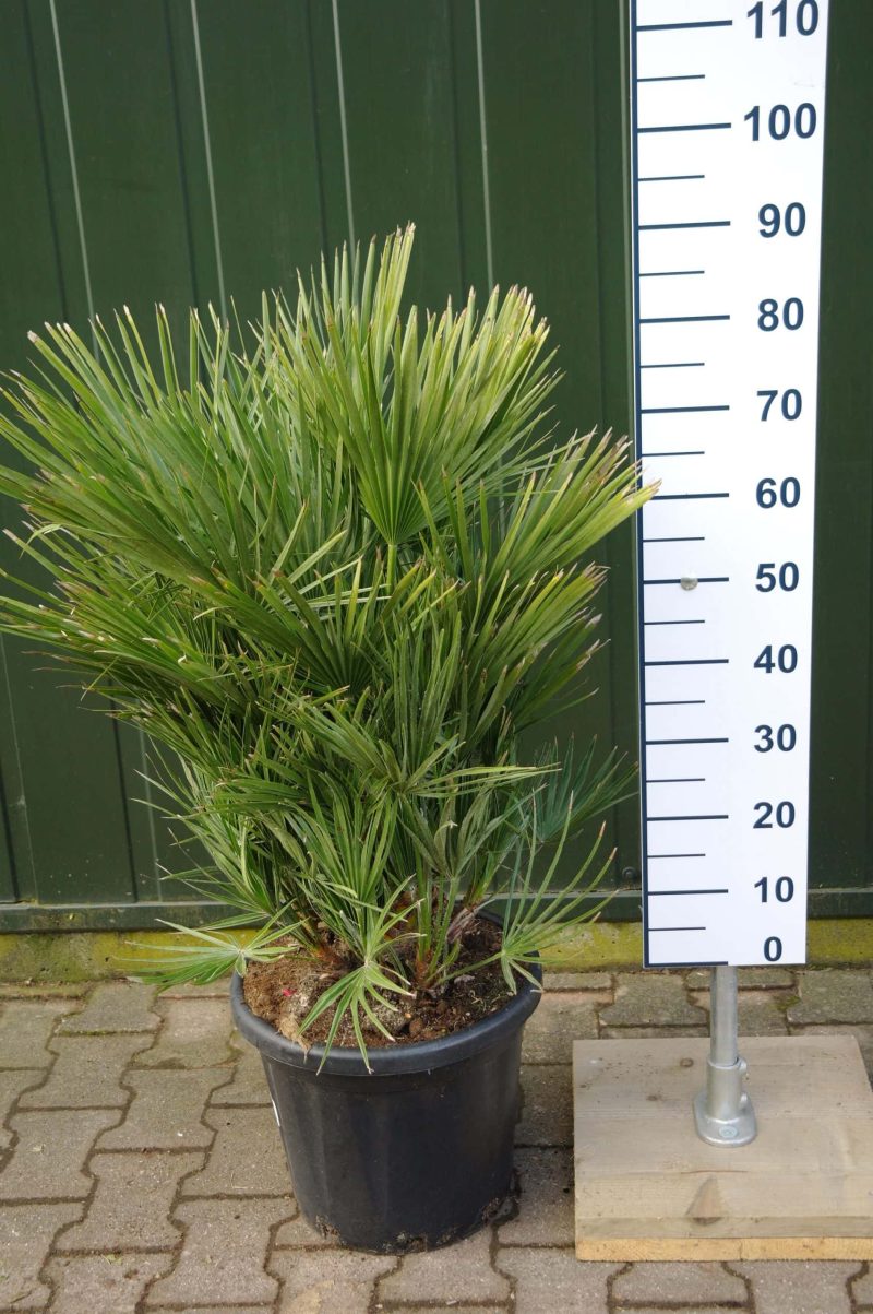 Palmboom Chamaerops Humilis
