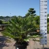 Palmboom Chamaerops Humilis