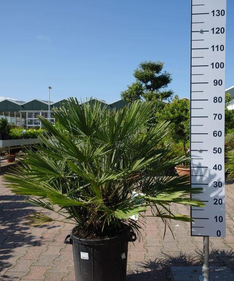 Palmboom Chamaerops Humilis