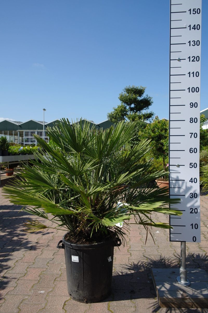 Palmboom Chamaerops Humilis