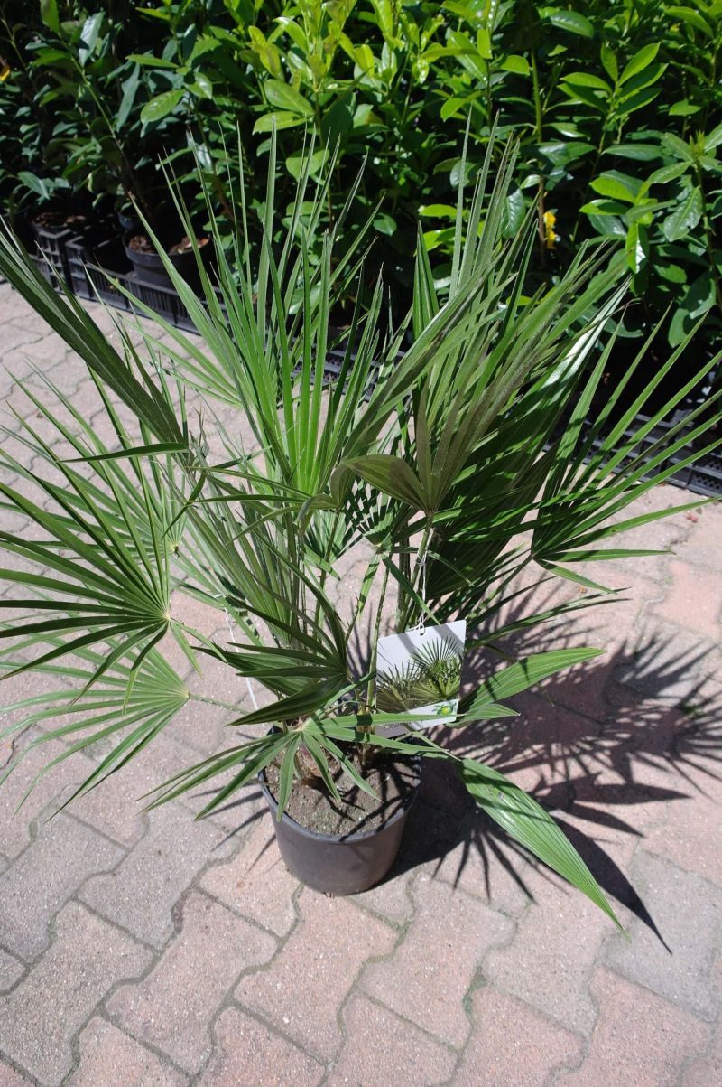 Palmboom Chamaerops Humilis - Afbeelding 2