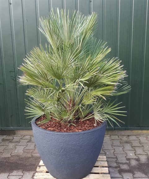 Palmboom Chamaerops Humilis in pot