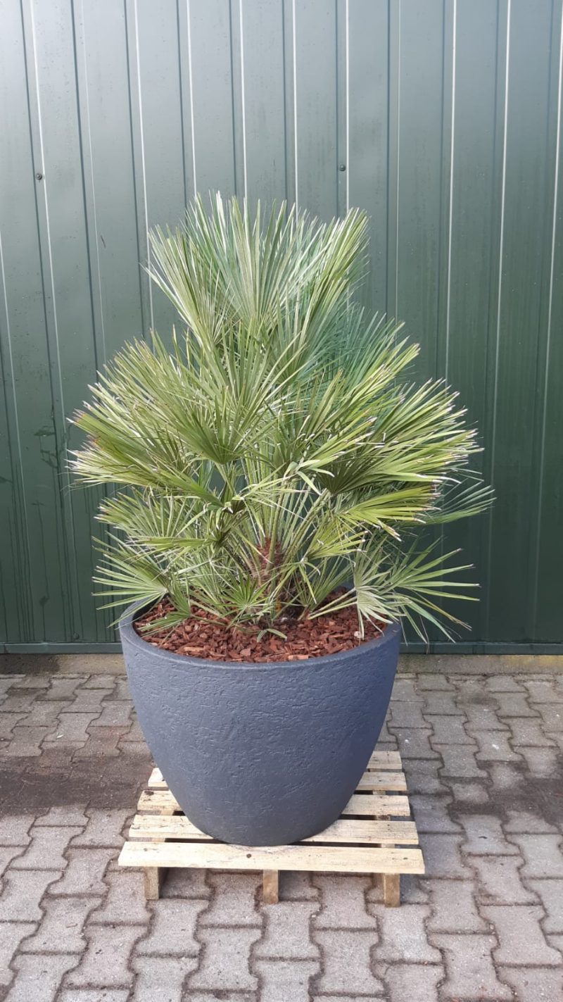 Palmboom Chamaerops Humilis in pot