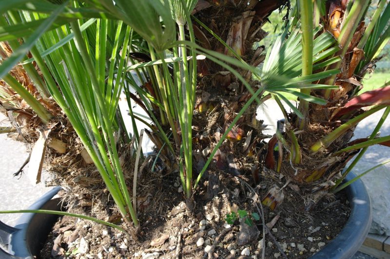 Palmboom Chamaerops Humilis - Afbeelding 2