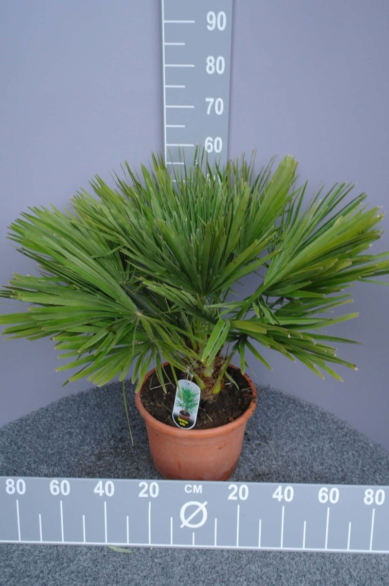 Palmboom Chamaerops Humilis (stam 10 cm) - Afbeelding 2