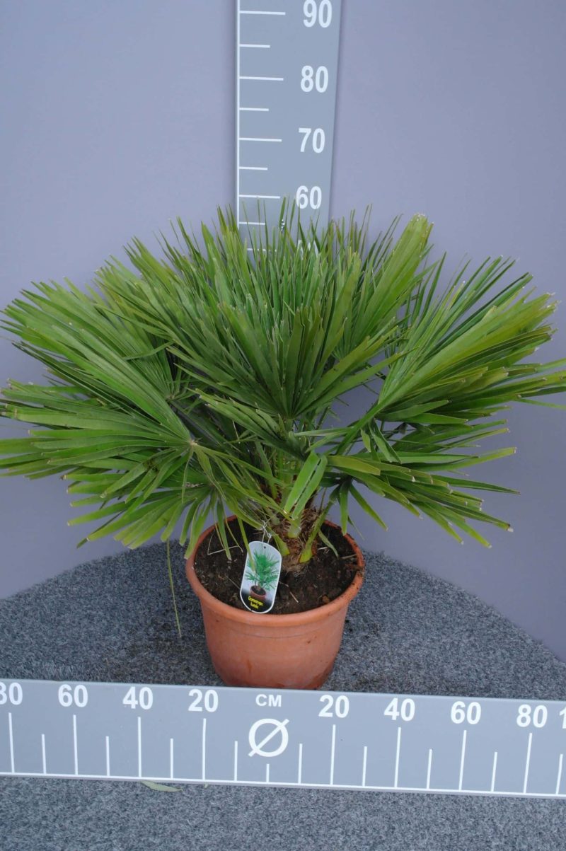 Palmboom Chamaerops Humilis (stam 10 cm)