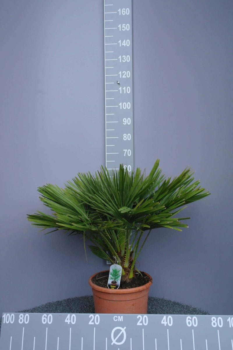 Palmboom Chamaerops Humilis (stam 10 cm) - Afbeelding 3