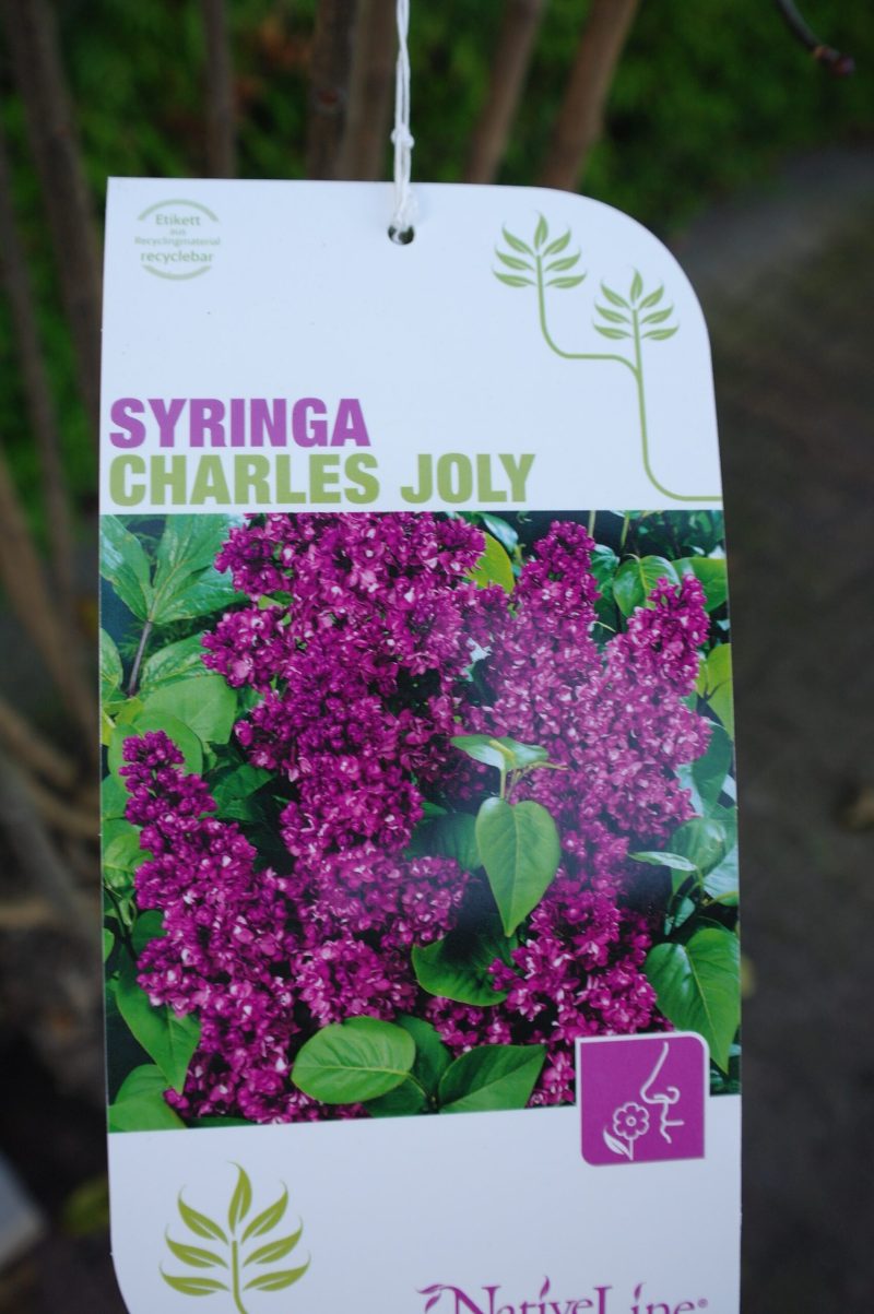 Syringa vulgaris Hybride 'Charles Joly' - Afbeelding 2