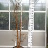 Chionanthus Retusus - Chinese sneeuwvlokkenboom