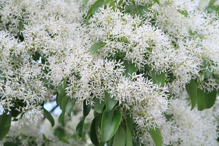 Chionanthus Retusus - Chinese sneeuwvlokkenboom - Afbeelding 2