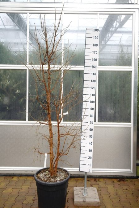 Chionanthus Retusus - Chinese sneeuwvlokkenboom