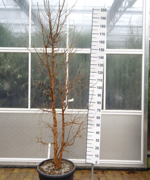 Chionanthus Retusus - Chinese sneeuwvlokkenboom