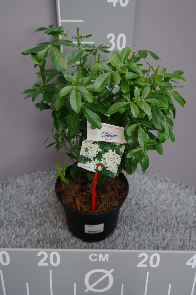 Choisya ternata - Afbeelding 2