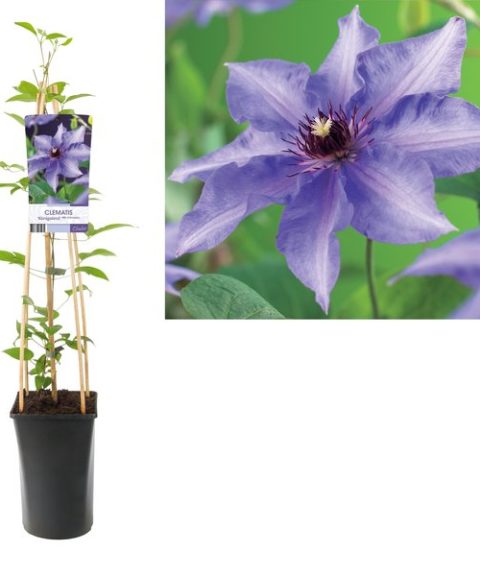 Clematis 'Köningskind'