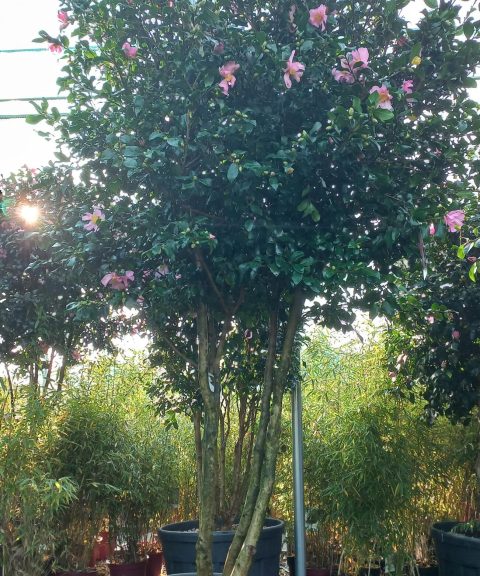 Camellia Sasanqua Cleopatra