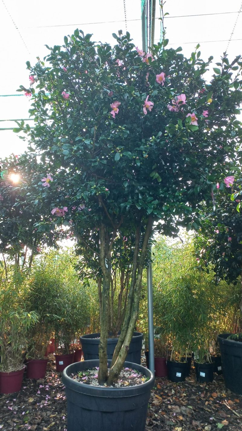 Camellia Sasanqua Cleopatra