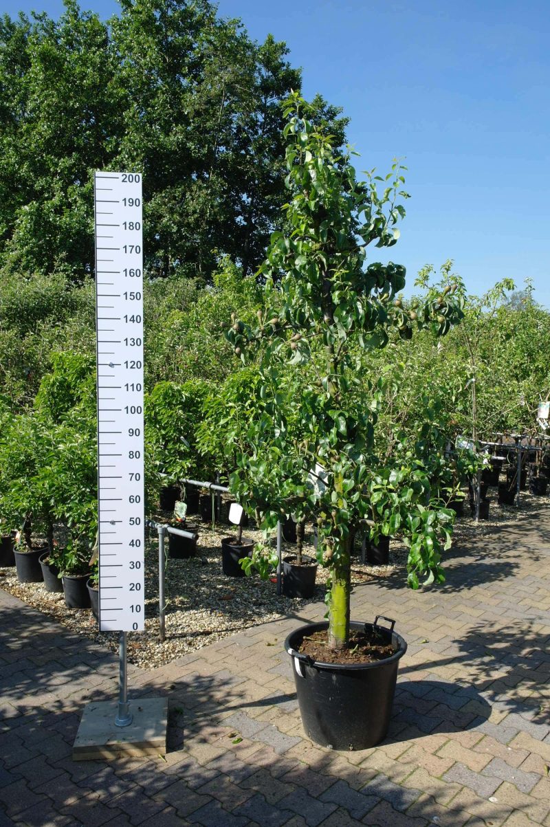 Pyrus Conference oude boom klein