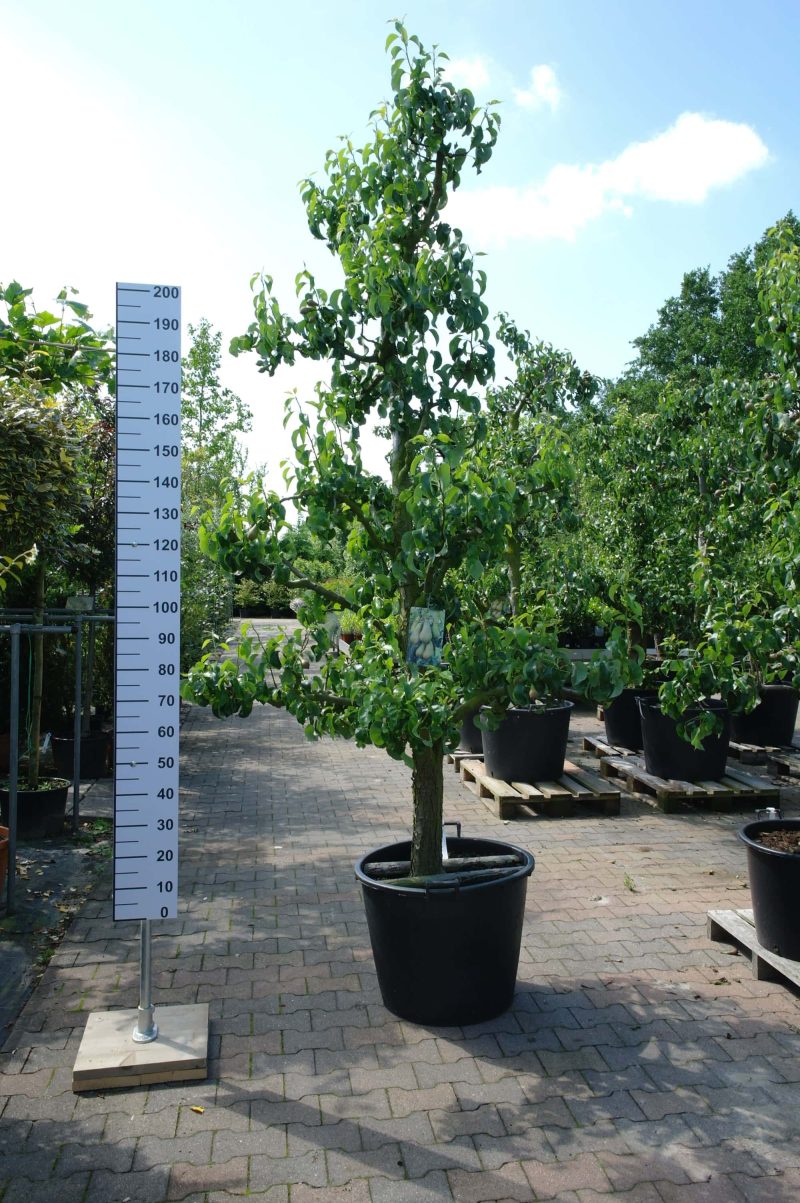 Pyrus Conference oude boom middel