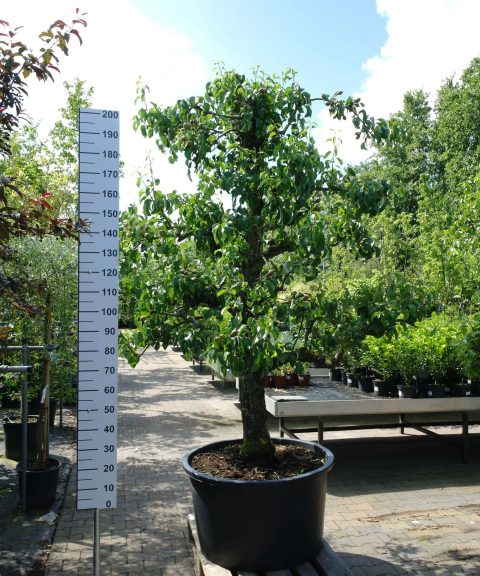 Pyrus Conference oude boom groot