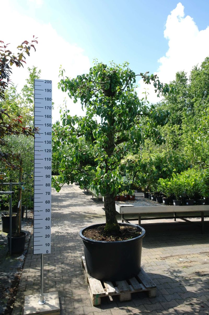 Pyrus Conference oude boom groot