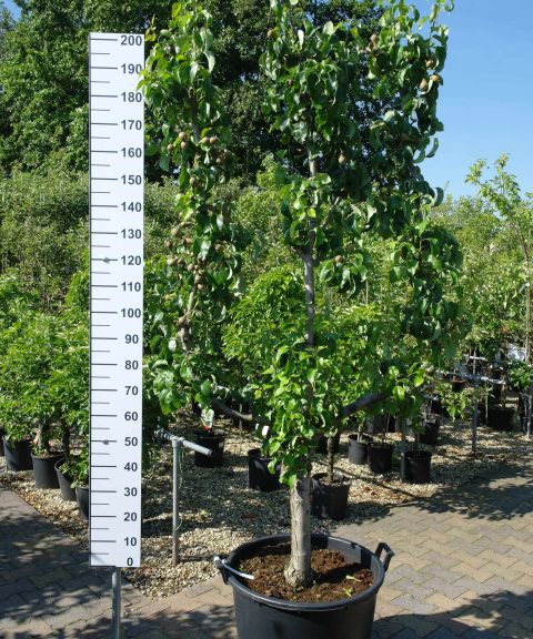 Pyrus Conference Leivorm hoog