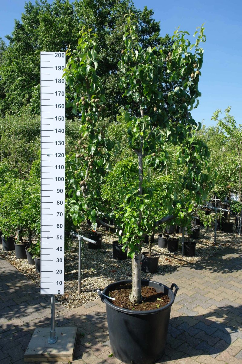Pyrus Conference Leivorm hoog