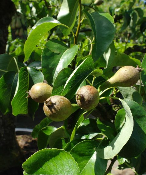 Fruitbomen
